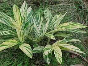 Alpinia zerumbet variegata (variegated alpinia)
