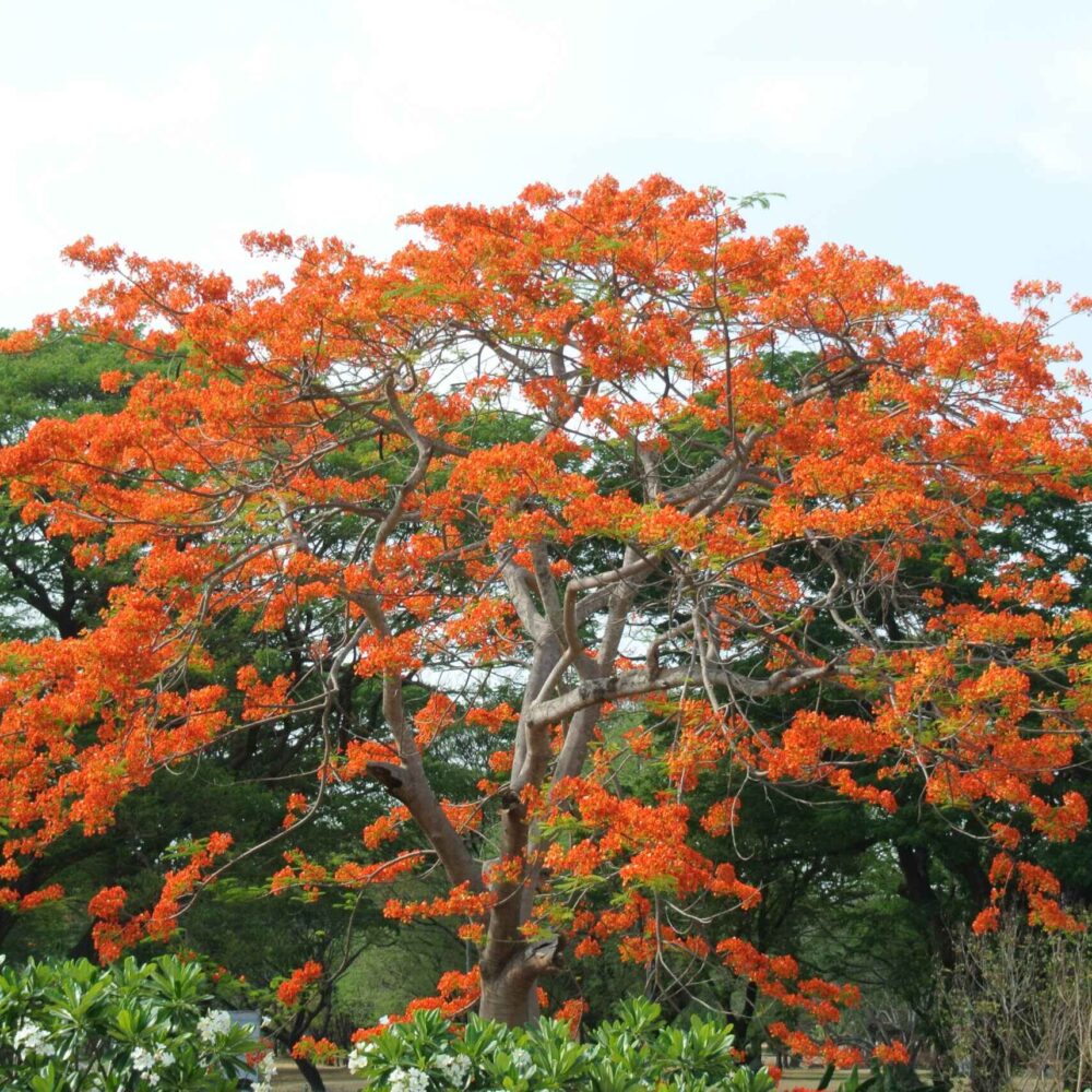 Bombax ceiba(silk cotton tree)