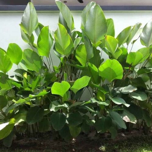 Calathea lutea (silver leaf plant)
