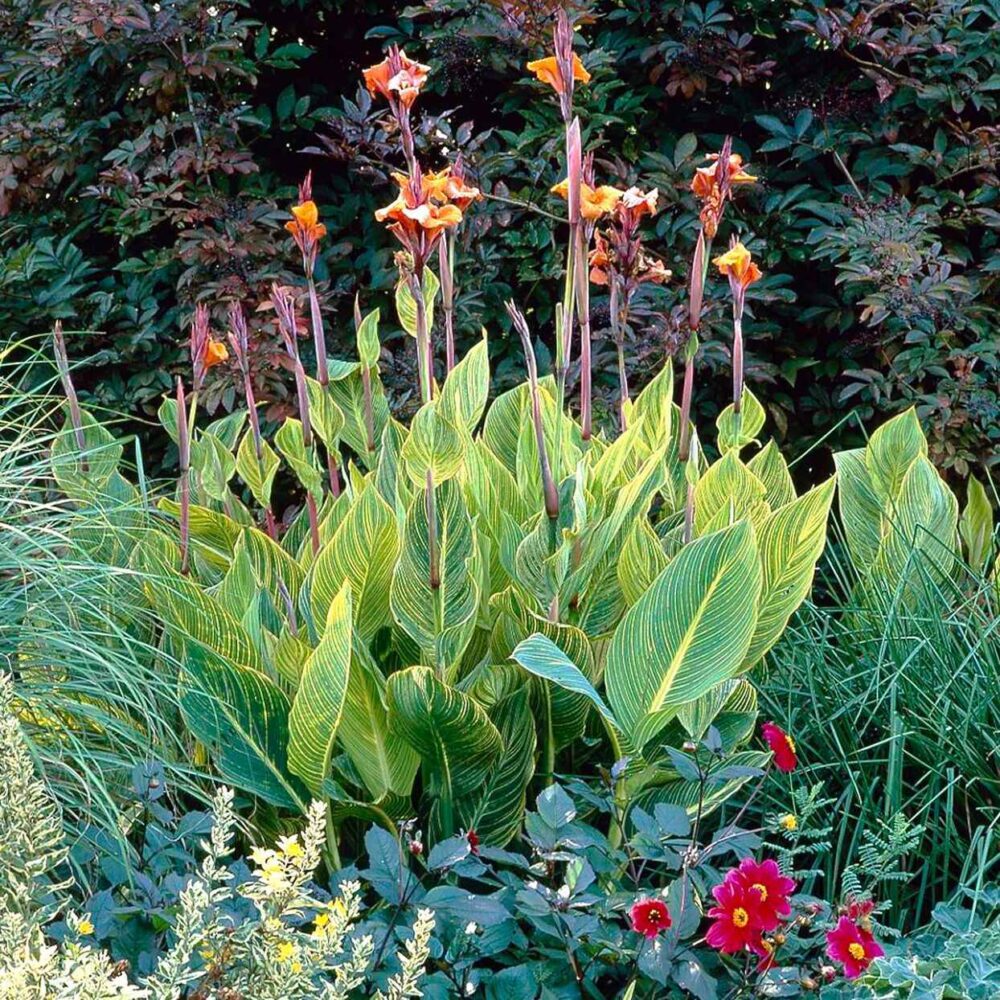 Canna indica tricolor (tricolor canna)