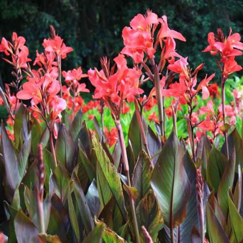 Canna magic red (red canna)