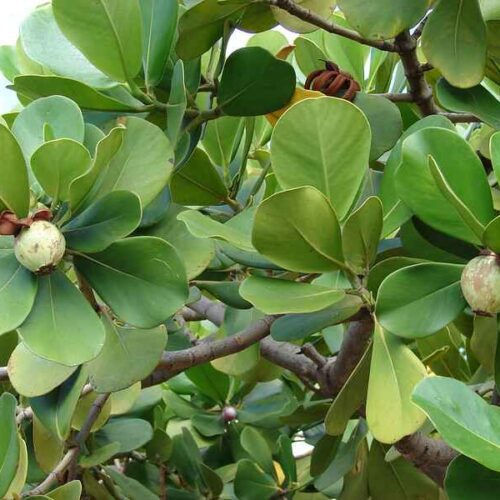 Clusia rosea (pitch apple)