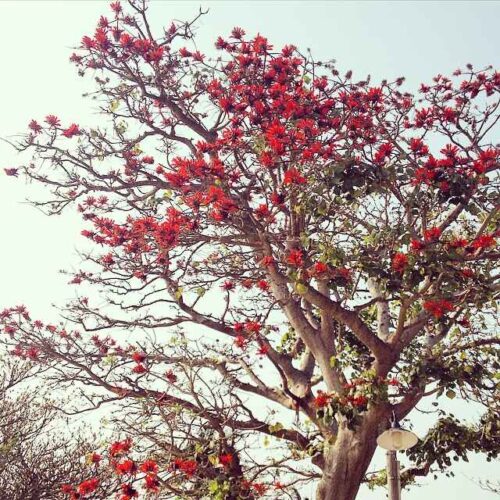 Erythrina Indica (desi pangara)
