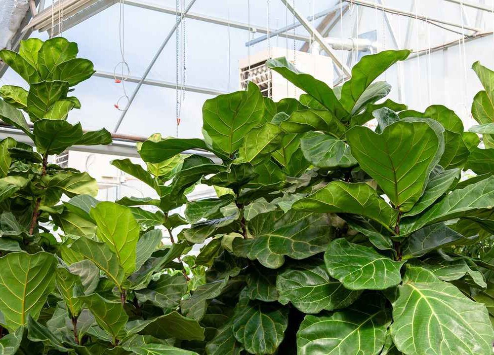 Ficus lyrata (Fiddle Leaf Fig)