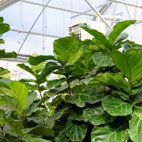 Ficus lyrata (Fiddle Leaf Fig)