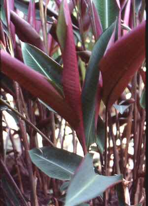 Heliconia metallica (purple heliconia)