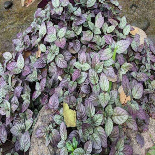 Hemigraphis colorata (purple waffle)
