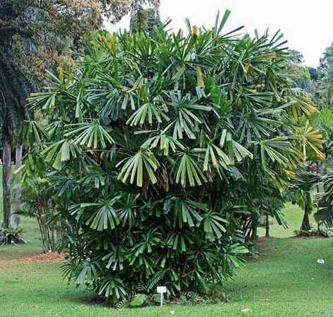 Licuala spinosa (mangrove fan palm)