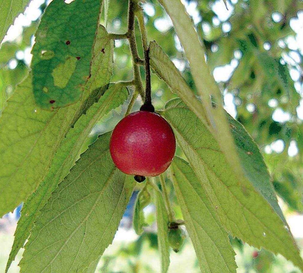Muntingia calabura (singapore cherry)