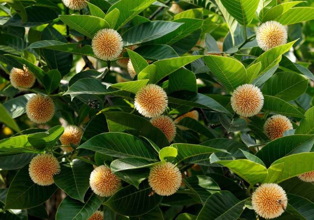 Neolamarckia cadamba (kadamb tree)
