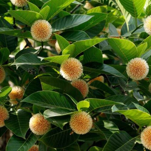 Neolamarckia cadamba (kadamb tree)