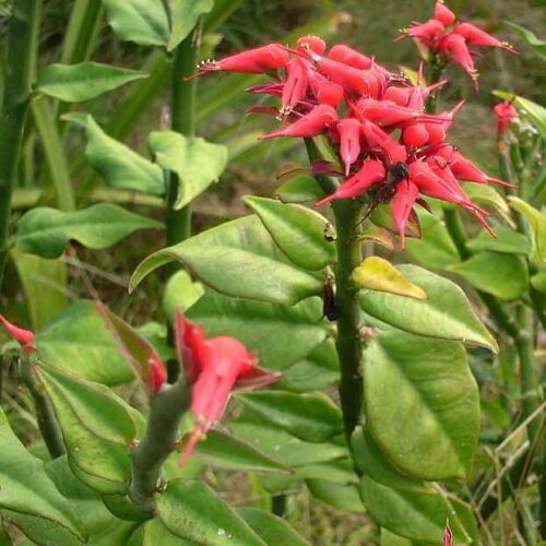 Pedilanthus tithymaloides (Devil's backbone)
