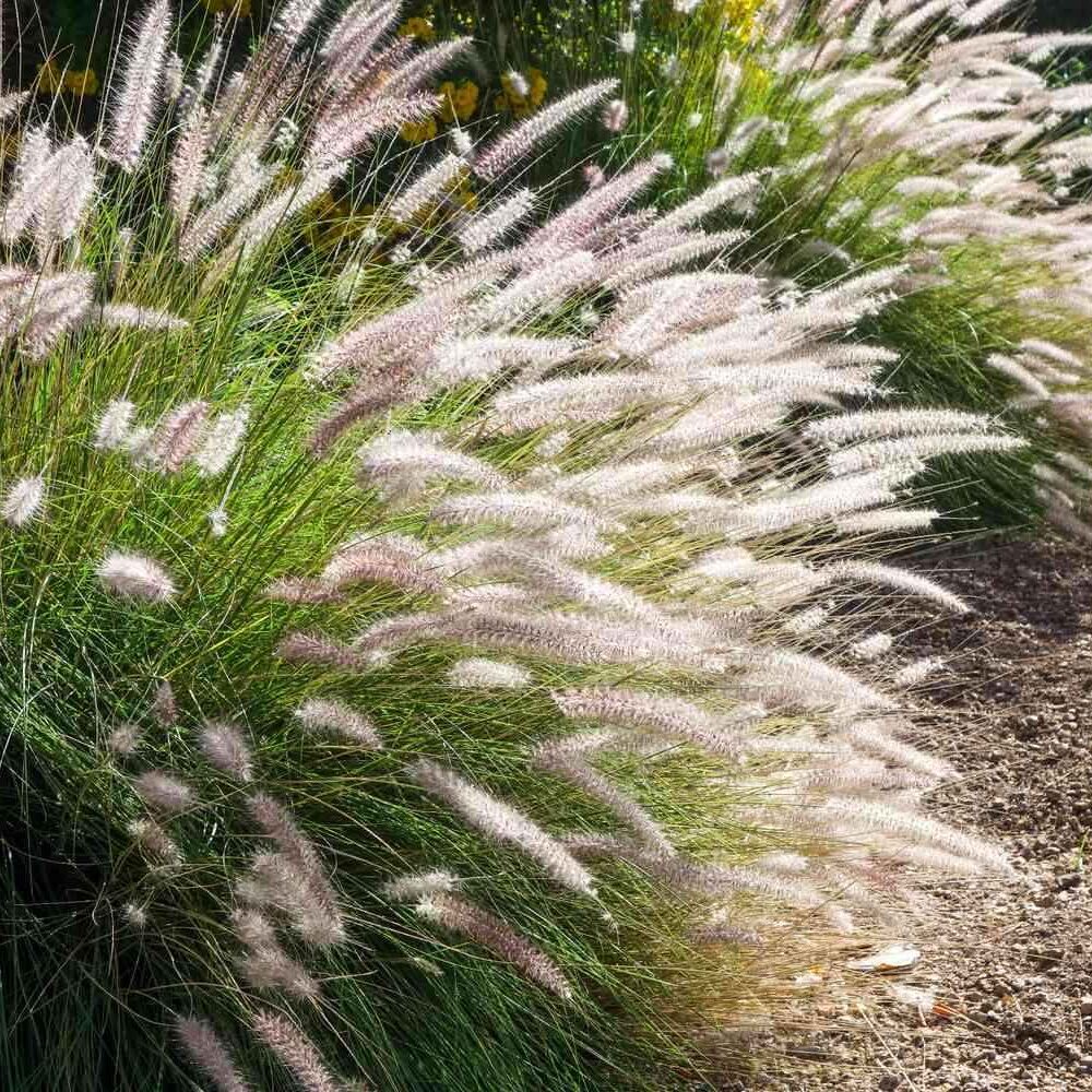 Pennisetum setaceum 'alba' (white fountain grass)