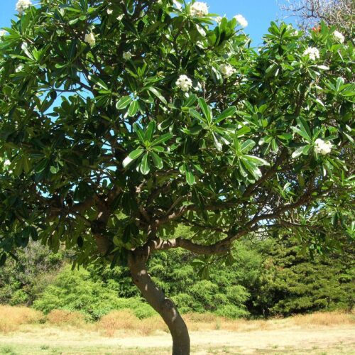 Plumeria obtusa (Desi white champa)
