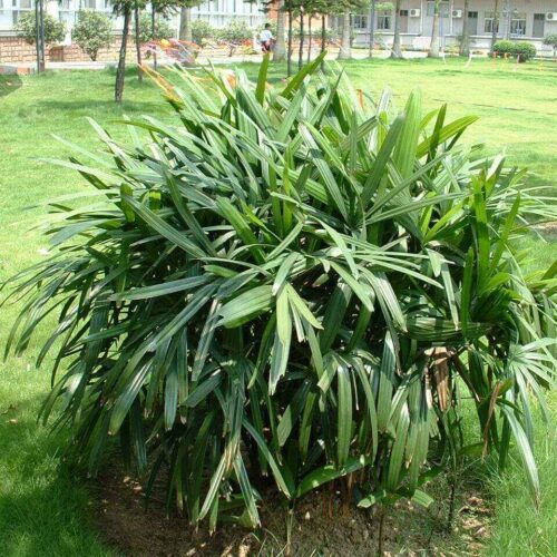 Rhapis excelsa (rhapis palm)