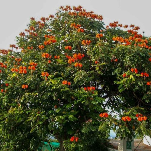 Spathodea campanulata (African tulip tree)