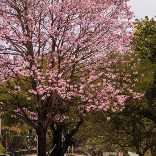 Tabebuia rosea (rosy trumpet tree)