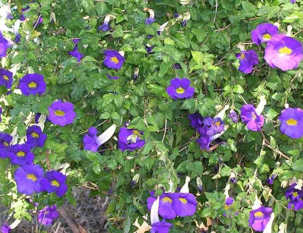 Thunbergia erecta (bush clockwine)