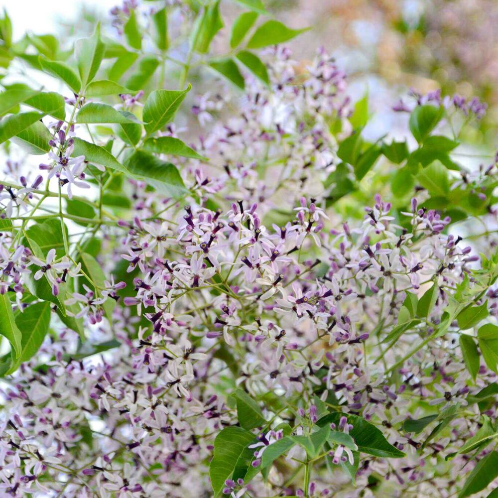 melia azedarach (bakain neem)